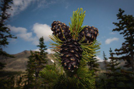 Protecting a Tree Species of the Mountainous West