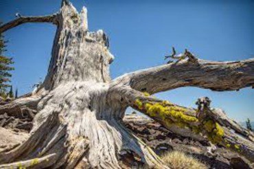 trunk of a dead white bark pine tree long dead with no bark left