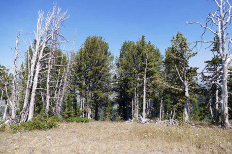 white bark pine tree with visible signs of disease