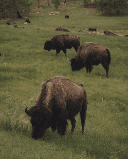 The Return of the Bison and Prairie Ecosystems Across the U.S.