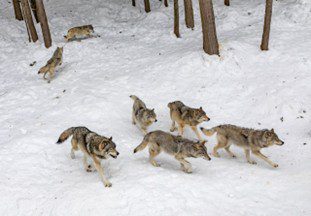 pack of wolves running on snow