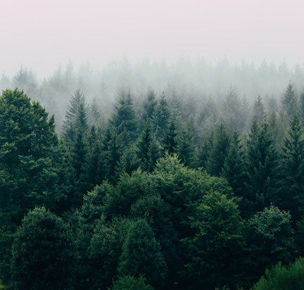 How Costa Rica Regrew Its Lost Forests