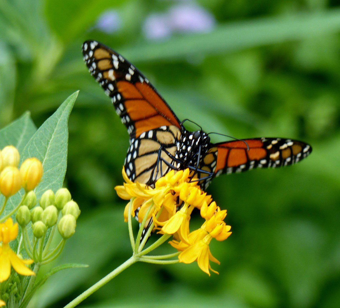 Creating Habitat Along Migration Routes – Monarch Butterfly Corridors